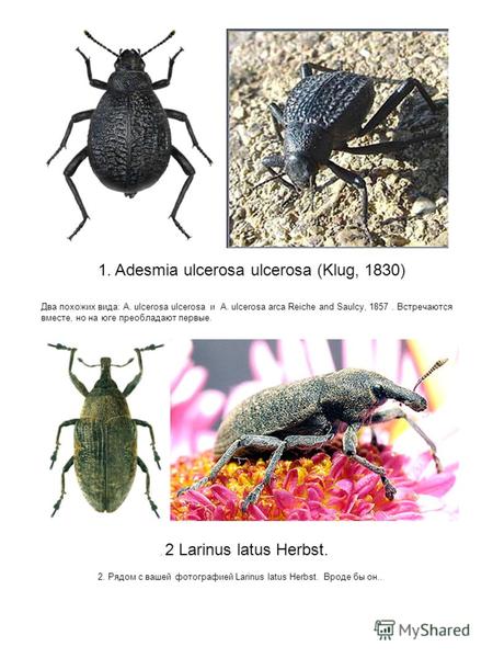 1. Adesmia ulcerosa ulcerosa (Klug, 1830). 2 Larinus latus Herbst. Два похожих вида: A. ulcerosa ulcerosa и A. ulcerosa arca Reiche and Saulcy, 1857. Встречаются.