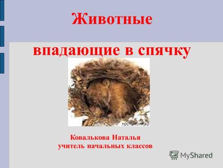 Животные впадающие в спячку Ковалькова Наталья учитель начальных классов.