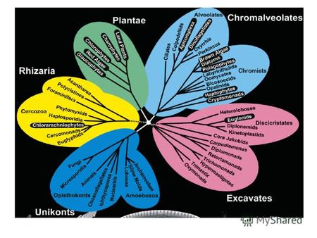 Растения (архепластиды) - результат первичного симбиоза с цианобактериями; у глаукофитовых – цианеллы. Красные, зеленые, харовые водоросли и высшие растения.