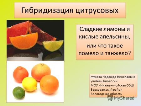 Гибридизация цитрусовых Сладкие лимоны и кислые апельсины, или что такое помело и танжело? Сладкие лимоны и кислые апельсины, или что такое помело и танжело?