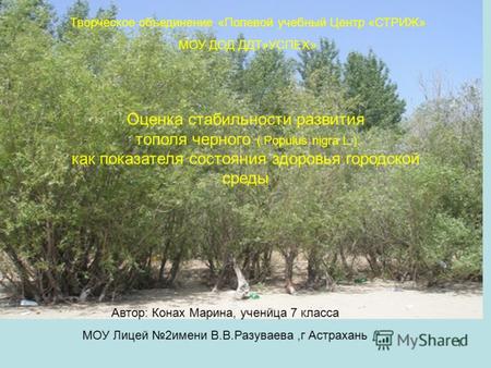 1 Оценка стабильности развития тополя черного ( Populus nigra L.). как показателя состояния здоровья городской среды Автор: Конах Марина, ученица 7 класса.