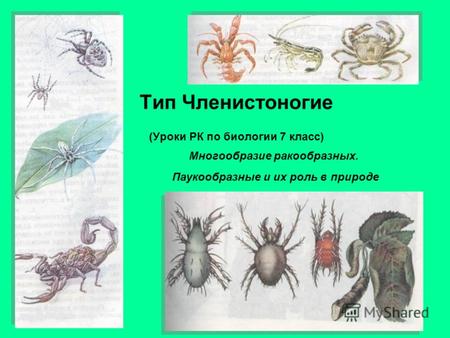 Тип Членистоногие (Уроки РК по биологии 7 класс) Многообразие ракообразных. Паукообразные и их роль в природе.
