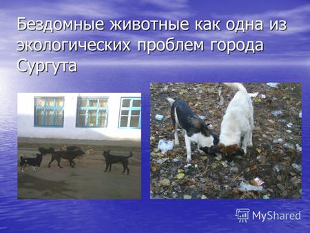 Бездомные животные как одна из экологических проблем города Сургута.