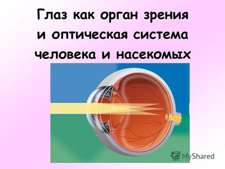 Глаз как орган зрения и оптическая система человека и насекомых.