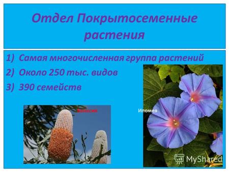Отдел Покрытосеменные растения 1)Самая многочисленная группа растений 2)Около 250 тыс. видов 3)390 семейств Банксия Ипомея.