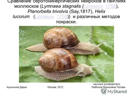 Сравнение серотонинергических нейронов в ганглиях моллюсков (Lymnaea stagnalis (Linnaeus 1758), Planorbella trivolvis (Say,1817), Helix lucorum (Linnaeus.