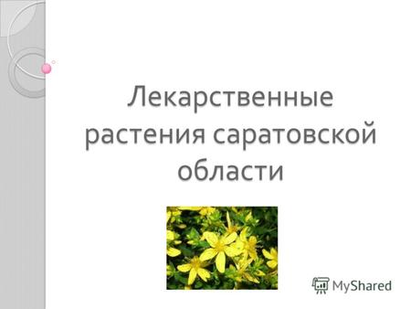 Лекарственные растения саратовской области. Смородина черная.