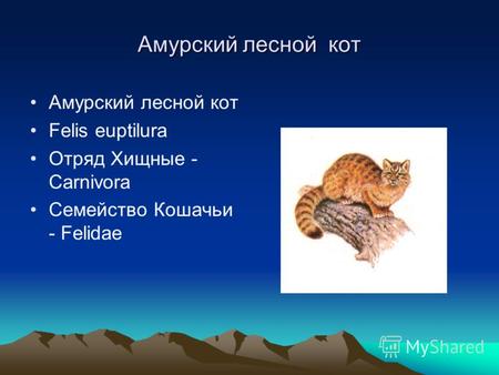 Амурский леcной кот Амурский лесной кот Felis euptilura Отряд Хищные - Carnivora Семейство Кошачьи - Felidae.