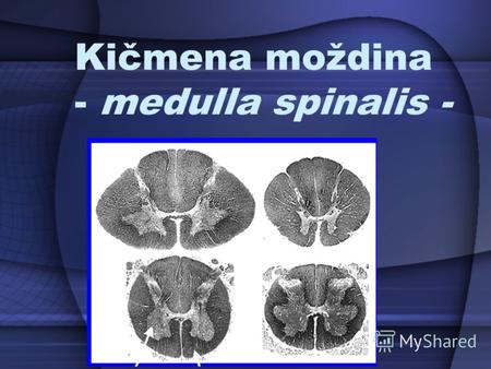 Kičmena moždina - medulla spinalis -. Kičmena moždina je filogenetski najstariji i po funkcijama najjednostavniji deo CNS. Uloga kičmene moždine je ostvarivanje.