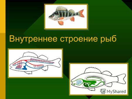 Внутреннее строение рыб. Полость тела Находится в туловищном отделе под позвоночником. В полости тела расположены внутренние органы.