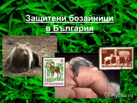 Защитени бозайници в България Обща характеристика Бозайниците (Mammalia) са най-висшият клас гръбначни животни. Името идва от начина им на хранене на.