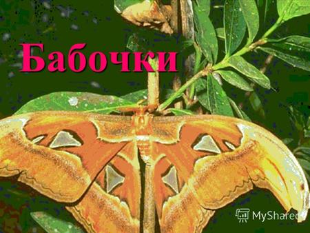 Бабочки Выполнила ученица 7-а класса РябушеваАнастасия.