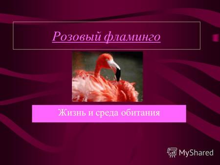 Розовый фламинго Жизнь и среда обитания. Авторы: Гурьева Умрилова А. Умрилова О. МОУ СОШ 10 «УСПЕХ», 7 «А» класс САМАРА, 2004 г.