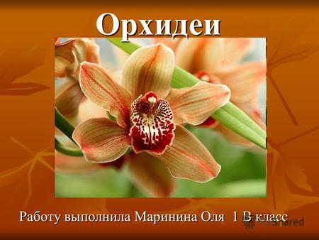 Орхидеи Работу выполнила Маринина Оля 1 В класс. Орхидеи прекрасные создания растительного царства. В 19 веке в Европу стали массово завозить эти растения.
