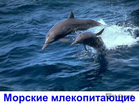 Морские млекопитающие Белуха Дельфин Косатка Кит.