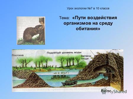 Урок экологии 7 в 10 классе Тема: «Пути воздействия организмов на среду обитания»