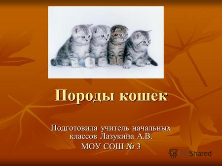 Породы кошек Подготовила учитель начальных классов Лазукина А.В. МОУ СОШ 3.