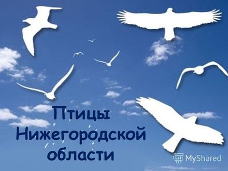 Птицы Нижегородской области Голоса птиц 12345 678910.