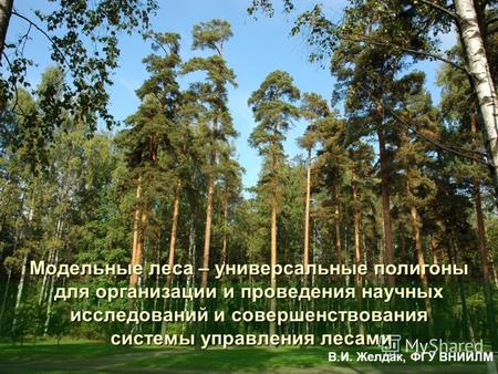 Модельные леса – универсальные полигоны для организации и проведения научных исследований и совершенствования системы управления лесами системы управления.
