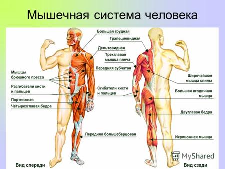 Мышечная система человека. Основные группы мышц человеческого тела. Цель: познакомиться с основными группами мышц их функциями.