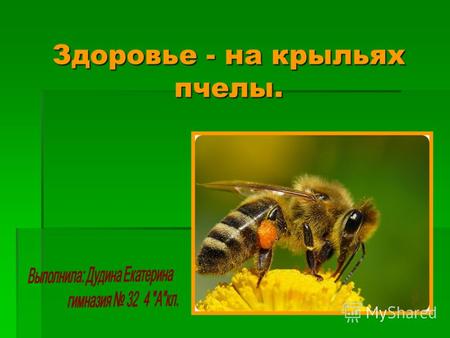Здоровье - на крыльях пчелы.. По мнению Винни Пуха мед – это лучший подарок. Что же мы знаем об этом подарке природы? Прежде, чем я начну свой рассказ.