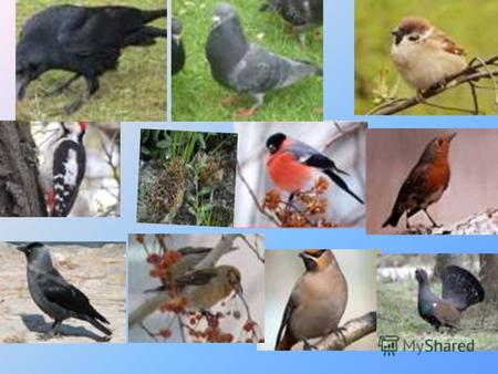 Мы помогали птицам ! ИССЛЕДОВАТЕЛЬСКАЯ РАБОТА Цель работы: изучение образа жизни и поведения птиц зимой. Объект исследования: зимующие птицы нашего края.