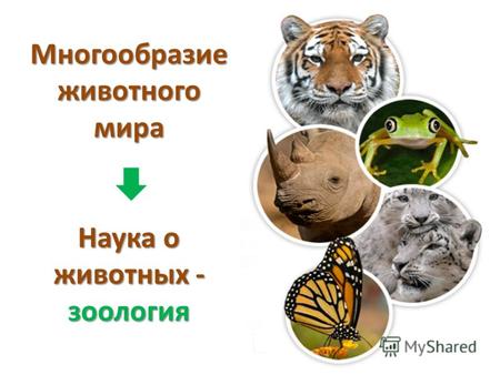 Многообразие животного мира Наука о животных - зоология.