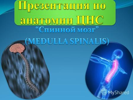 Спинной мозг (medulla spinalis), расположенный в позвоночном канале, разделен на две половины. На его боковых поверхностях симметрично входят задние (афферентные)