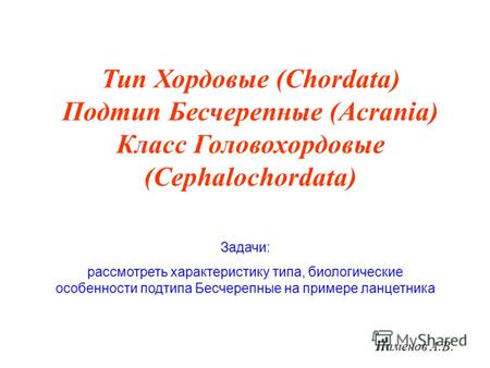 Тип Хордовые (Chordata) Подтип Бесчерепные (Acrania) Класс Головохордовые (Cephalochordata) Задачи: рассмотреть характеристику типа, биологические особенности.
