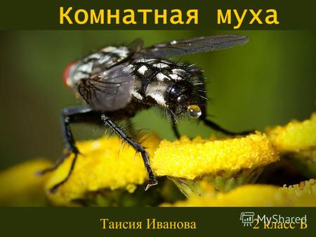 Комнатная муха Таисия Иванова 2 класс Б. Внешний вид Голова Грудь Брюшко.