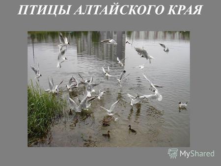 ПТИЦЫ АЛТАЙСКОГО КРАЯ. Птичье населения Алтайского края включает в себя 270 видов.