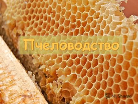 История пчеловодства Пчеловодство древнейшее занятие человека. В истории пчеловодства различают несколько этапов развития: 1) охота за мёдом диких пчел.