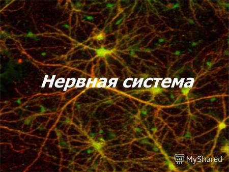 Нервная система. Нервная ткань Основу нервной ткани составляют нервные клетки – НЕЙРОНЫ.