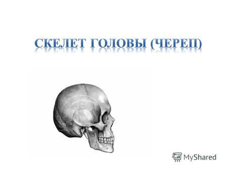 Отделы скелета Скелет человека Секлет головы череп Скелет верхней конечности Скелет нижней конечности Скелет туловища.