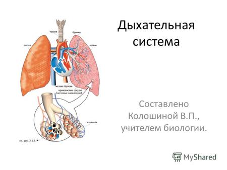 Дыхательная система Составлено Колошиной В.П., учителем биологии.