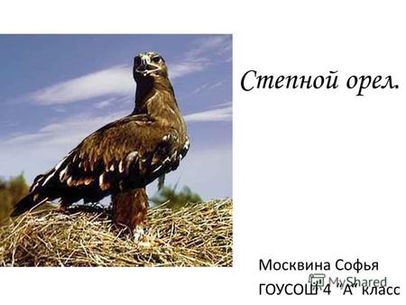 Степной орел. Москвина Софья ГОУСОШ 4 А класс. Описание Общая длина 6072 см, размах крыльев 1,591,83 м. Самки степных орлов крупнее самцов. Самцы весят.