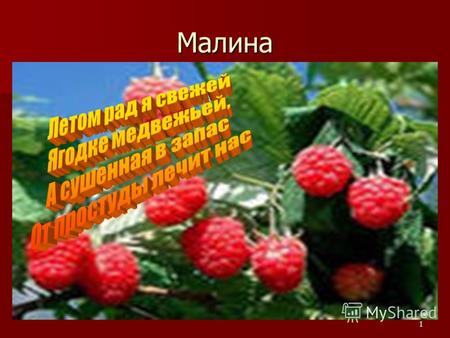 1 Малина Малина – ценная ягода, любимая всеми. Ни один современный сад не обходится без малины.