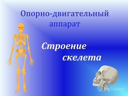 Опорно-двигательный аппарат Строение скелета. Из каких отделов состоит скелет человека? В чем отличие скелета человека и животных? Проблемные вопросы: