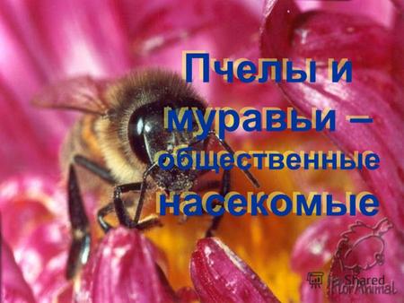 Пчелы и муравьи – общественные насекомые. Пчелы Класс Насекомые Отряд Перепончатокрылые Надсемейство Пчелиные Вид Пчела медоносная (домашняя)
