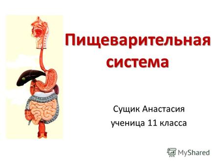 Пищеварительная система Сущик Анастасия ученица 11 класса.