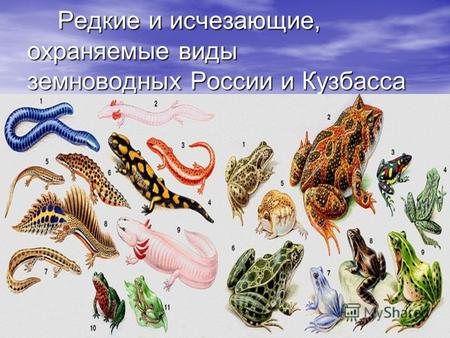 Редкие и исчезающие, охраняемые виды земноводных России и Кузбасса Редкие и исчезающие, охраняемые виды земноводных России и Кузбасса.