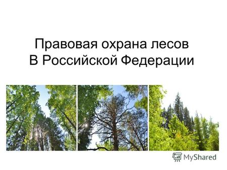Правовая охрана лесов В Российской Федерации. Правовая охрана лесов – это предусмотренная законодательством РФ система мер, направленная на организацию.