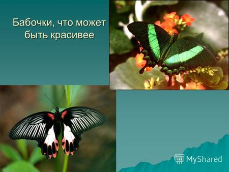 Бабочки, что может быть красивее. Люди всегда восхищались красотой этих созданий. Изящные различные формы и невероятные краски переливающихся крыльев.
