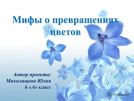 Мифы о превращениях цветов. Автор проекта: Михалищева Юлия 6 «А» класс.