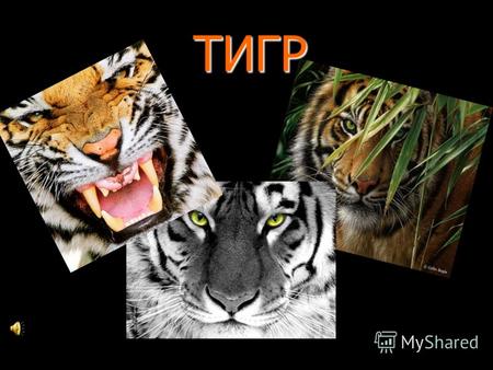 ТИГРТИГРТигр -вид хищных млекопитающих семейства кошачьих, один из четырёх представителей рода пантера, который относится к большим кошкам. Тигр -вид хищных.