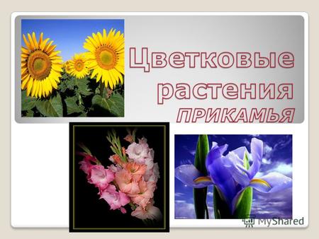 Семейства цветковых растений На территории Пермского края произрастает около 1,5 тыс. видов цветковых растений. К ним относятся наиболее крупные семейства.