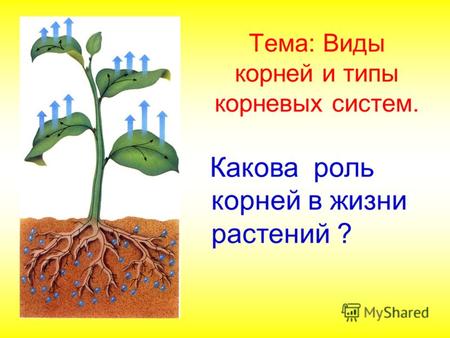 Тема: Виды корней и типы корневых систем. Какова роль корней в жизни растений ?