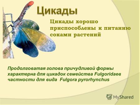 Цикады хорошо приспособлены к питанию соками растений. Продолговатая голова причудливой формы характерна для цикадок семейства Fulgoridaeв частности для.