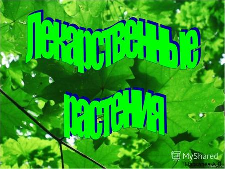 Маскалёв А.Д.. Берёза Берёза (лат. Bétula) род листопадных деревьев и кустарников семейства Берёзовые (Betulaceae). Берёза широко распространена в Северном.