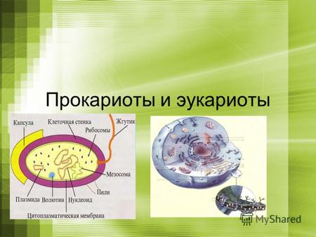 Прокариоты и эукариоты.